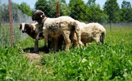 Samsun’da yapay mera projesi: Hedef kuzu etinin fiyatını düşürmek